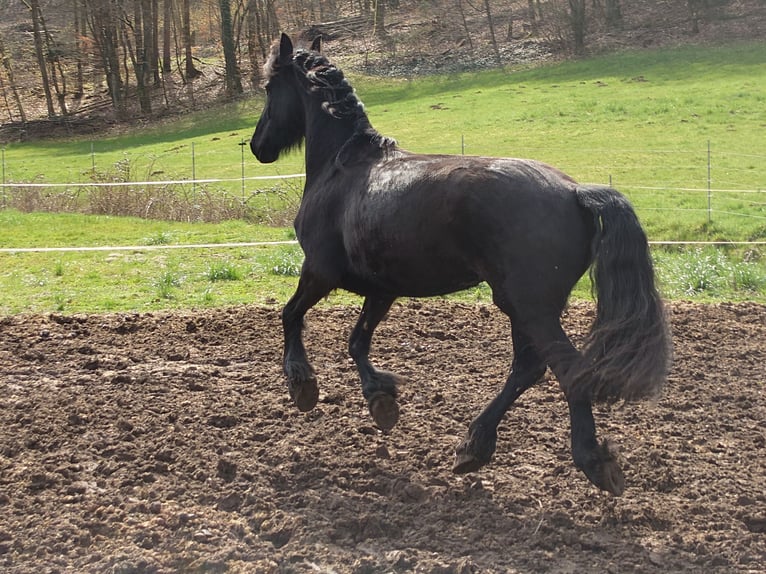 Friesian horses Mare 4 years 15.2 hh Black in Bad König