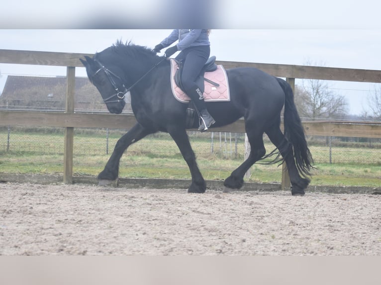 Friesian horses Mare 4 years 15,2 hh Black in Achtmaal