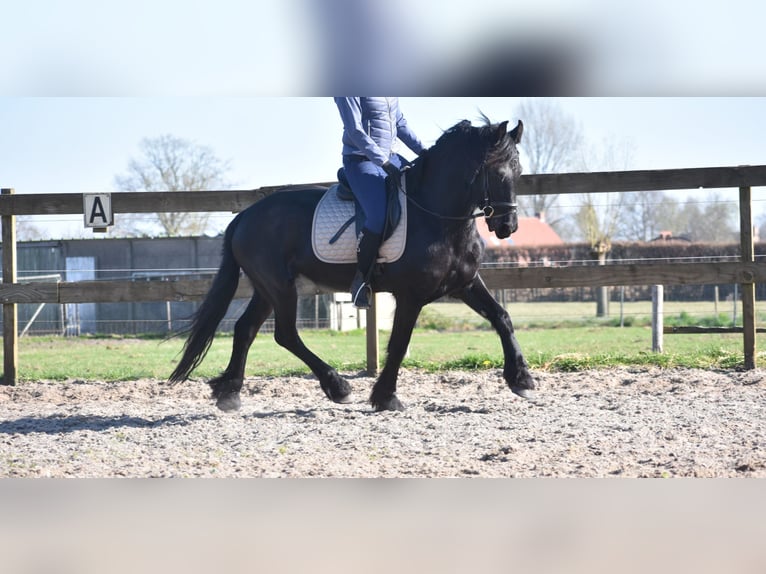 Friesian horses Mare 4 years 15,2 hh Black in Achtmaal