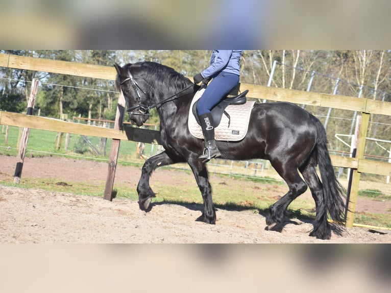 Friesian horses Mare 4 years 15,2 hh Black in Achtmaal