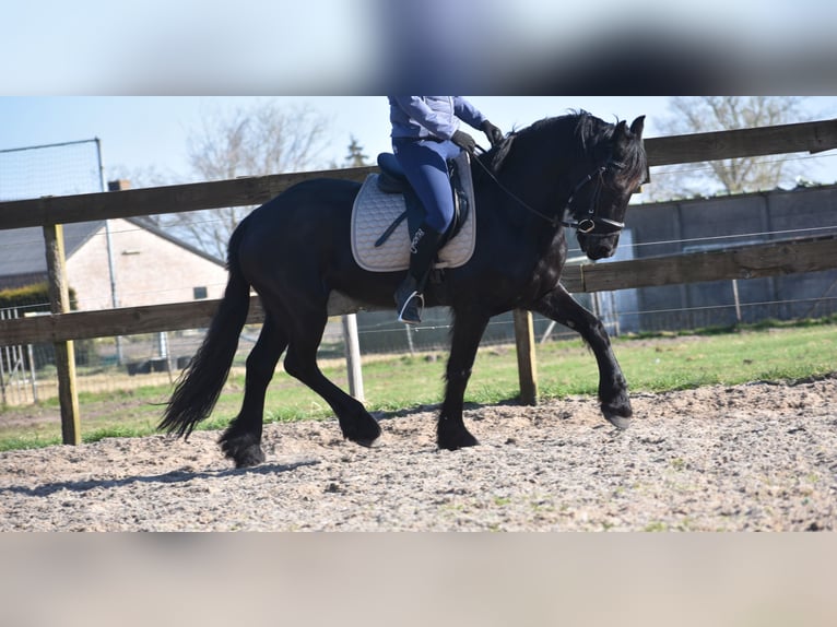Friesian horses Mare 4 years 15,2 hh Black in Achtmaal