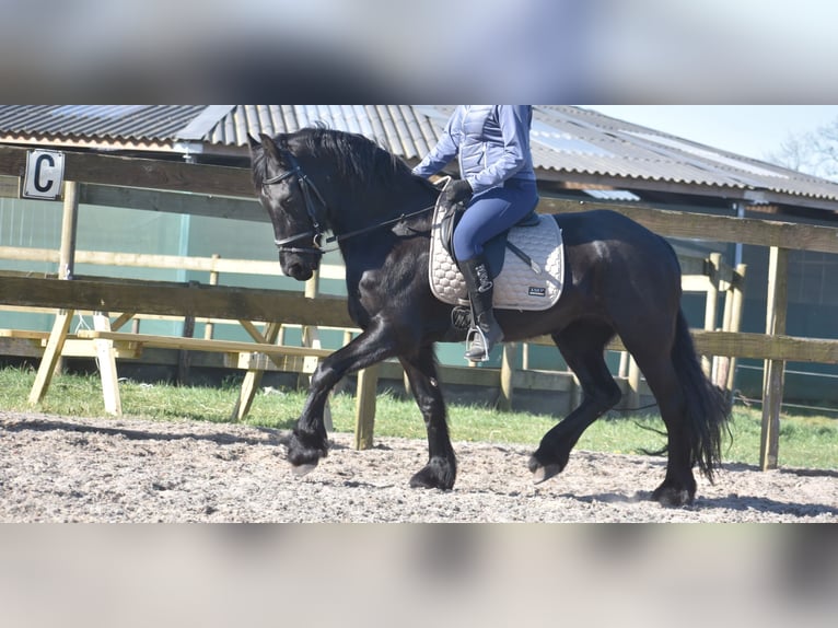 Friesian horses Mare 4 years 15,2 hh Black in Achtmaal