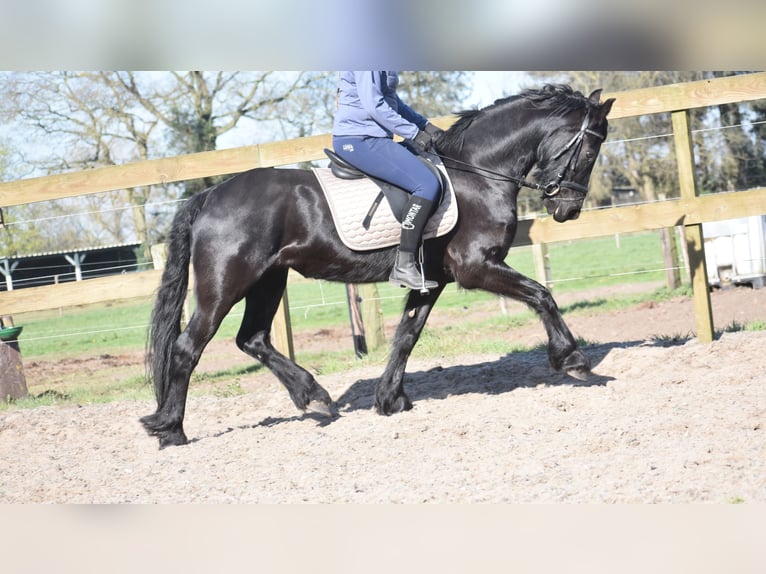 Friesian horses Mare 4 years 15,2 hh Black in Achtmaal