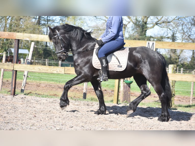 Friesian horses Mare 4 years 15,2 hh Black in Achtmaal