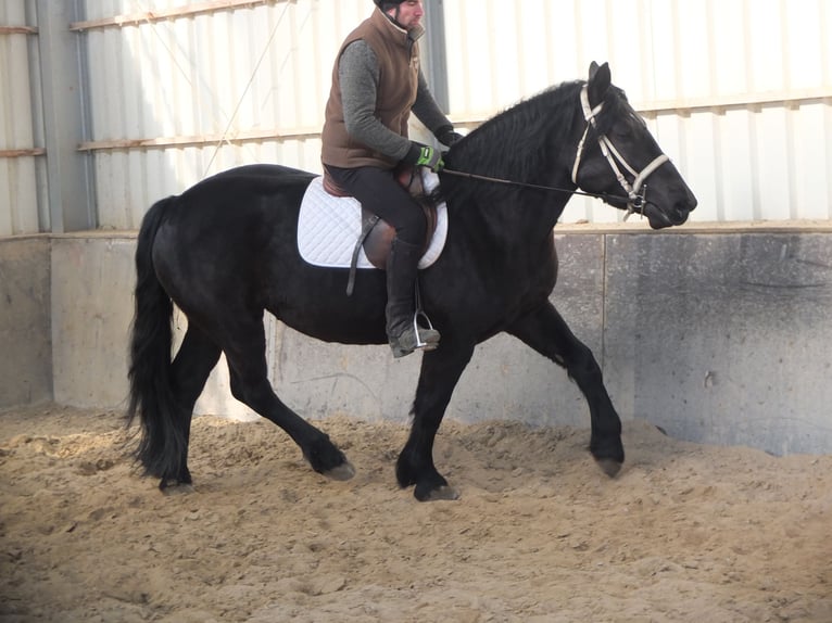 Friesian horses Mix Mare 4 years 15,2 hh Black in Buttst&#xE4;dt