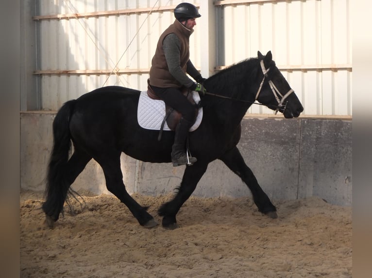 Friesian horses Mix Mare 4 years 15,2 hh Black in Buttstädt