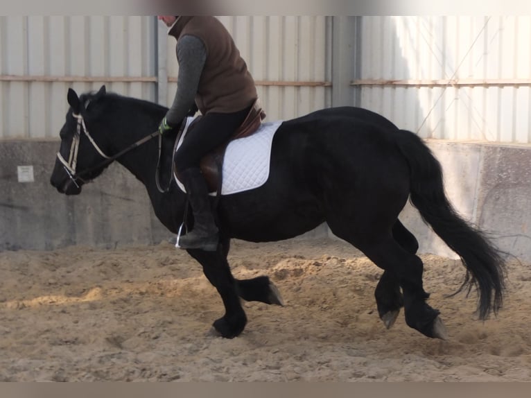 Friesian horses Mix Mare 4 years 15,2 hh Black in Buttst&#xE4;dt