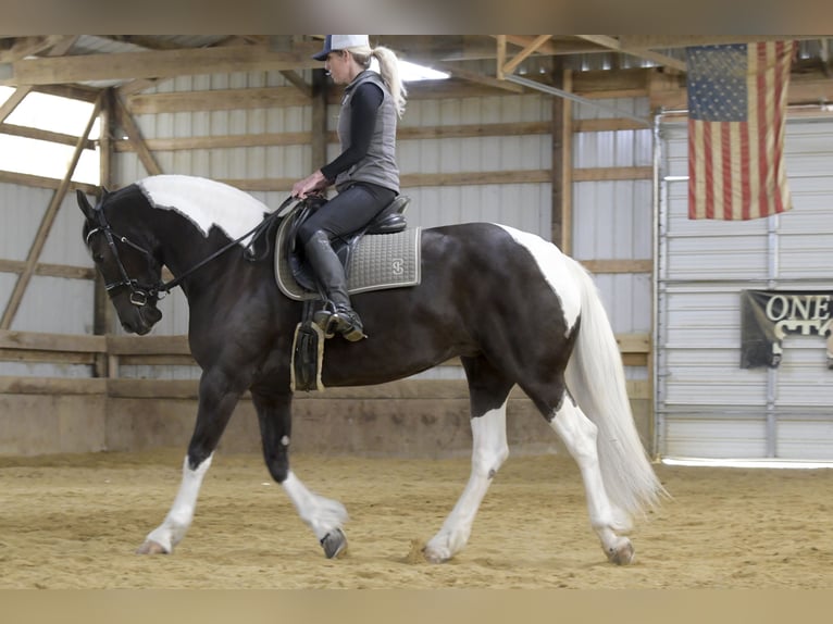 Friesian horses Mix Mare 4 years 15.2 hh Pinto in Oelwein