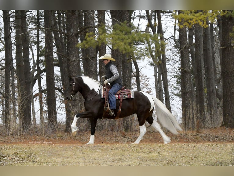 Friesian horses Mix Mare 4 years 15.2 hh Pinto in Oelwein
