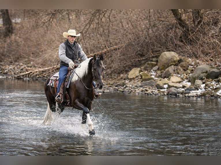Friesian horses Mix Mare 4 years 15.2 hh Pinto in Oelwein