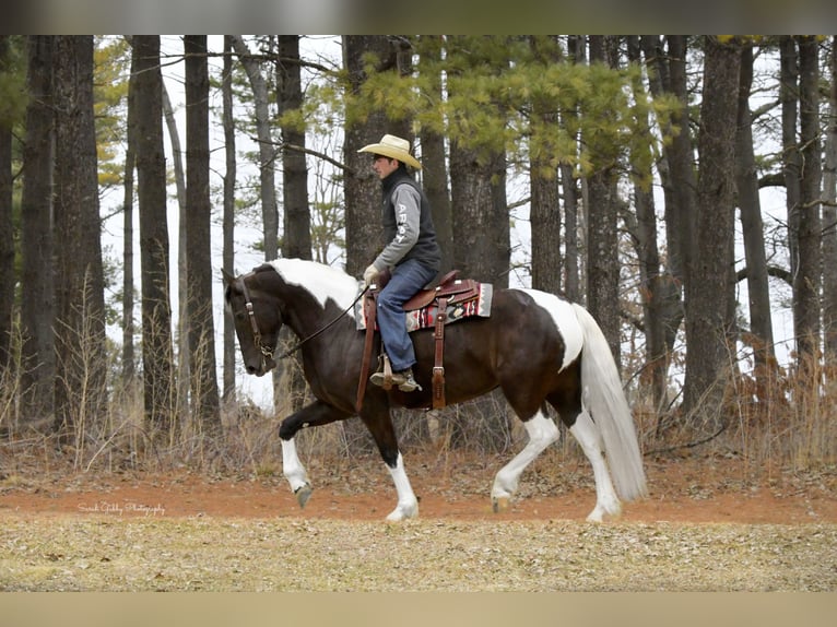 Friesian horses Mix Mare 4 years 15.2 hh Pinto in Oelwein