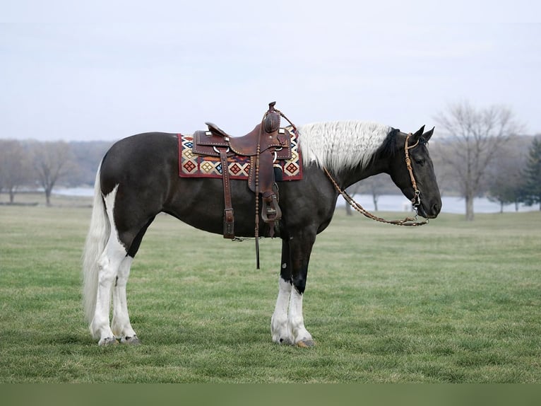 Friesian horses Mix Mare 4 years 15.2 hh Pinto in Oelwein