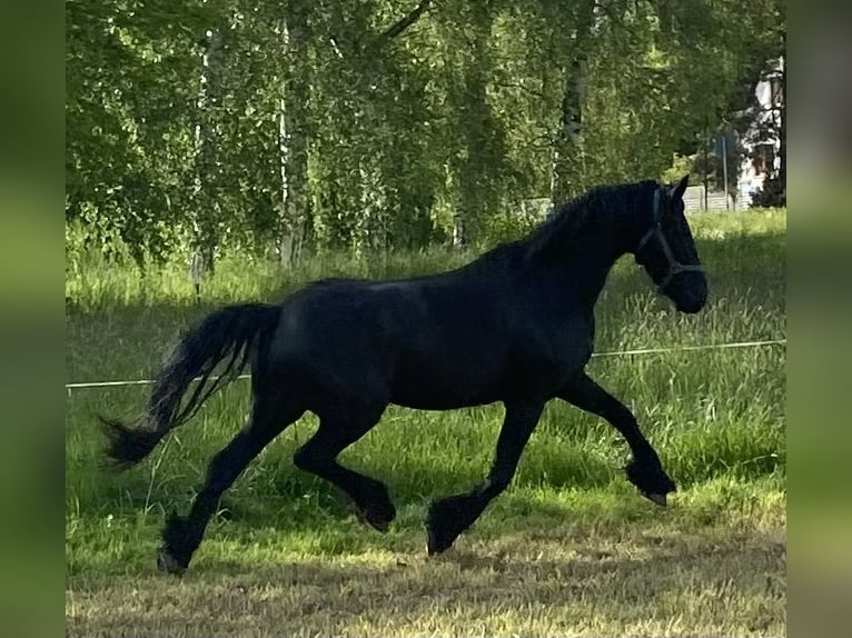 Friesian horses Mare 4 years 15.3 hh Black in Nobitz