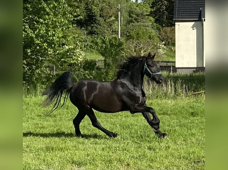 Friesian horses Mare 4 years 15.3 hh Black in Nobitz