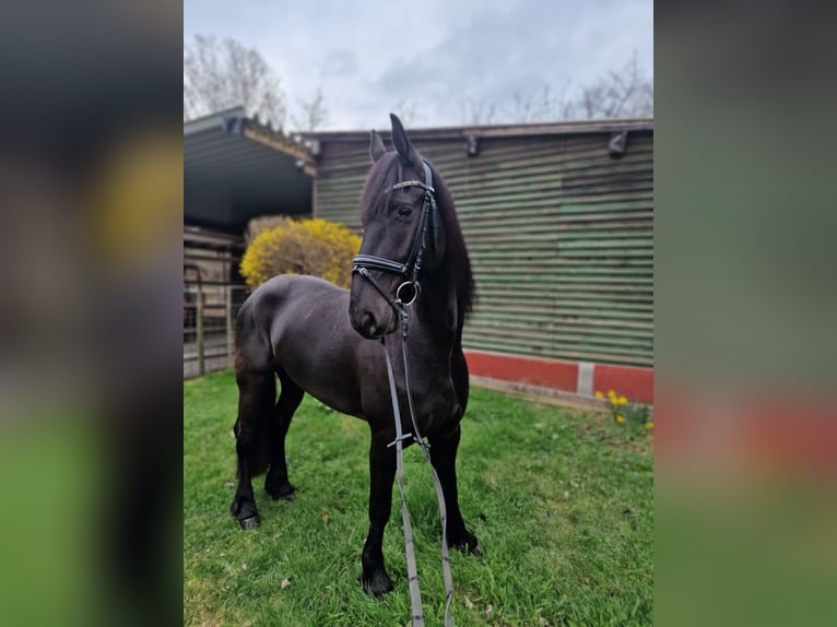 Friesian horses Mare 4 years 15,3 hh Black in Lorsch