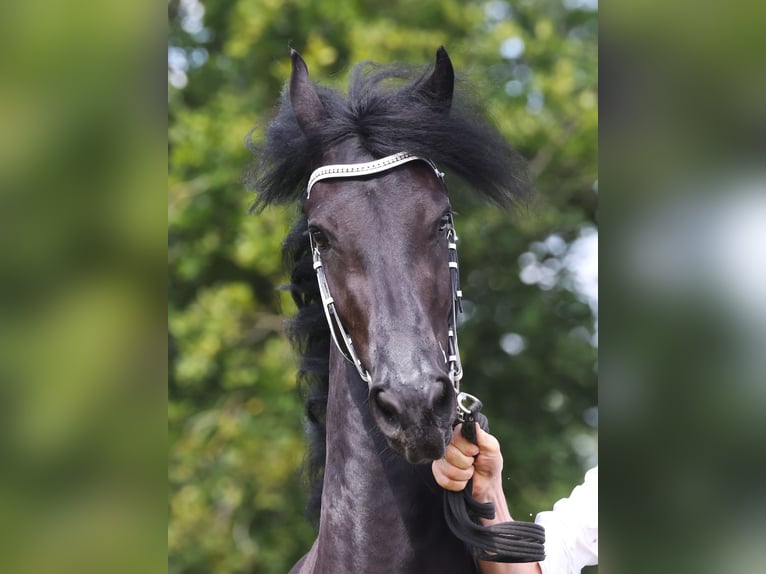 Friesian horses Mare 4 years 15,3 hh Black in Feldkirchen-Westerham