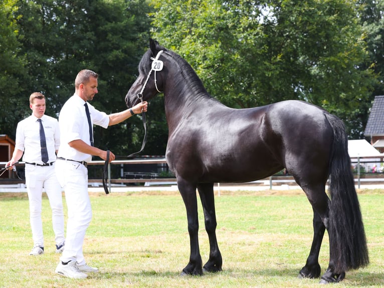 Friesian horses Mare 4 years 15,3 hh Black in Feldkirchen-Westerham