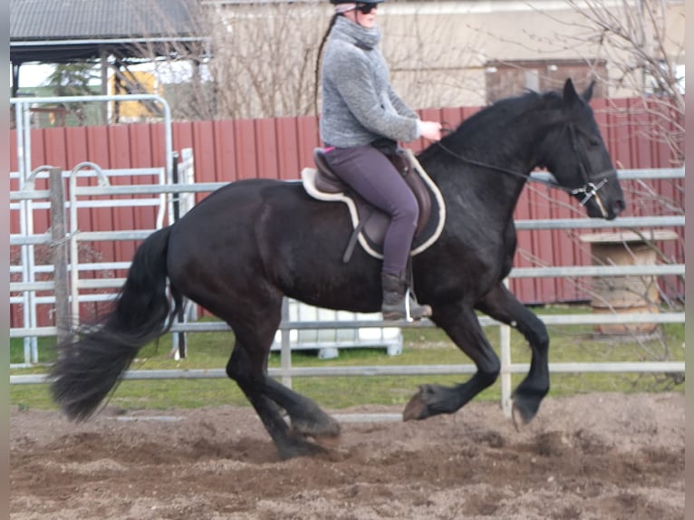 Friesian horses Mare 4 years 15,3 hh Black in Ellersleben