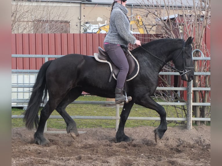 Friesian horses Mare 4 years 15,3 hh Black in Ellersleben