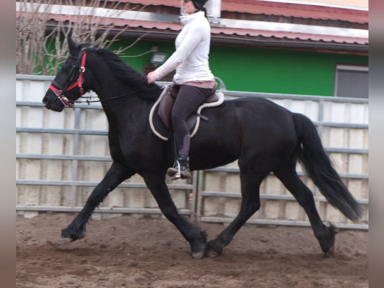 Friesian horses Mare 4 years 15,3 hh Black in Ellersleben