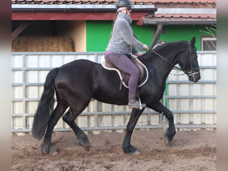 Friesian horses Mare 4 years 15,3 hh Black in Ellersleben