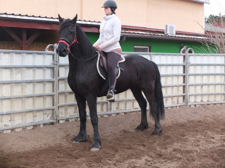 Friesian horses Mare 4 years 15,3 hh Black in Ellersleben