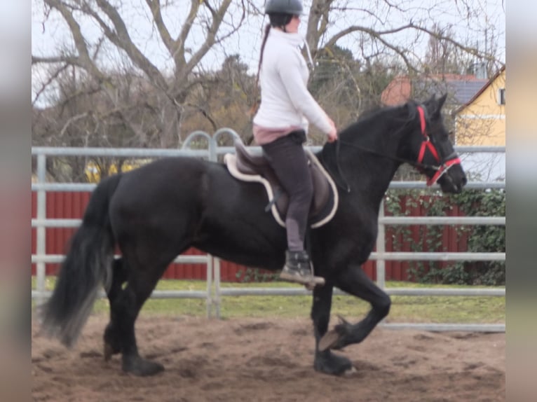 Friesian horses Mare 4 years 15,3 hh Black in Ellersleben