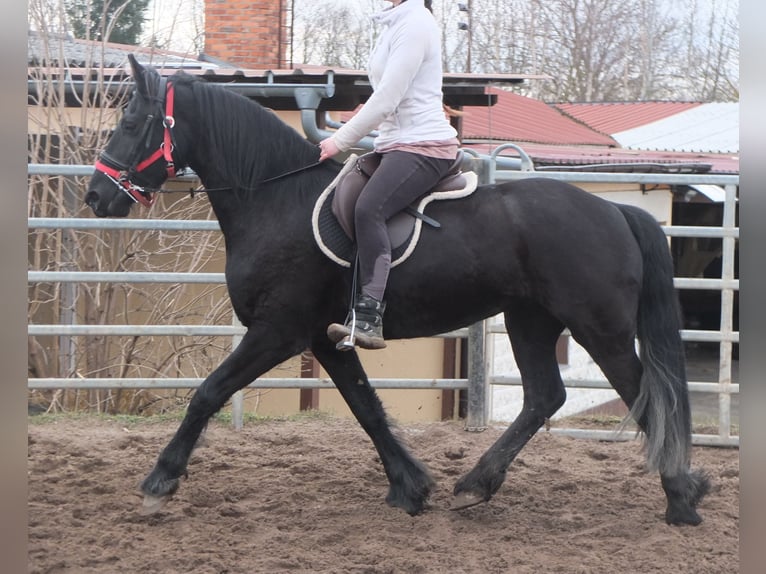 Friesian horses Mare 4 years 15,3 hh Black in Ellersleben