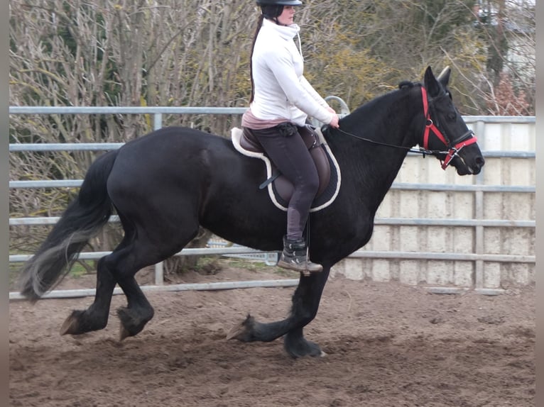 Friesian horses Mare 4 years 15,3 hh Black in Ellersleben