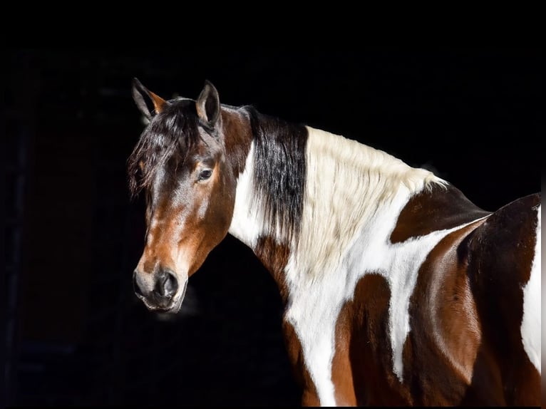 Friesian horses Mix Mare 4 years 15,3 hh in Somerset, KY