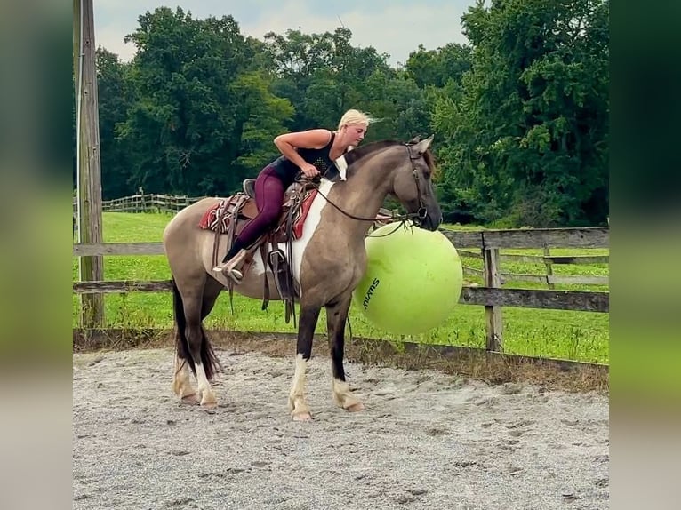 Friesian horses Mix Mare 4 years 15 hh Pinto in New Holland