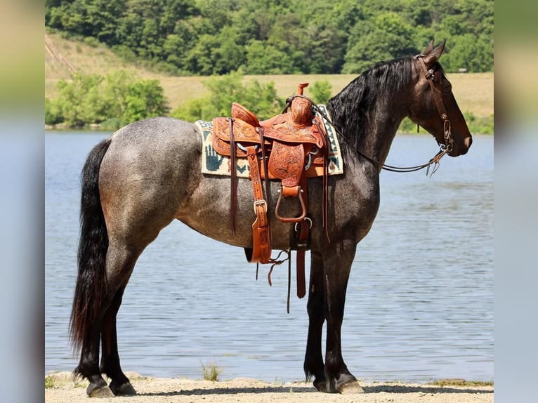 Friesian horses Mix Mare 4 years 15 hh Roan-Blue in Beaver Springs, PA