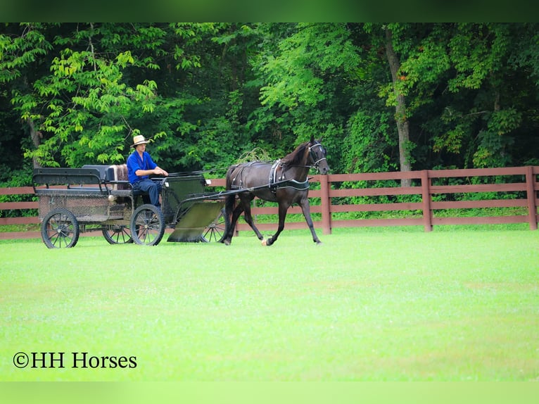 Friesian horses Mare 4 years 15 hh Roan-Blue in Flemingsburg KY