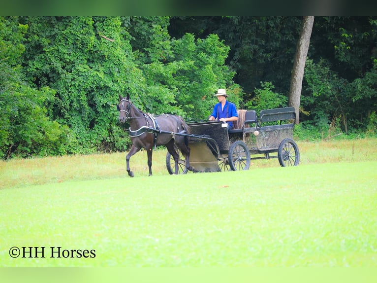 Friesian horses Mare 4 years 15 hh Roan-Blue in Flemingsburg KY