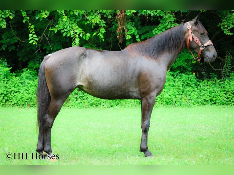 Friesian horses Mare 4 years 15 hh Roan-Blue in Flemingsburg KY