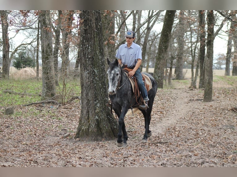 Friesian horses Mare 4 years 15,1 hh Grey in Plano