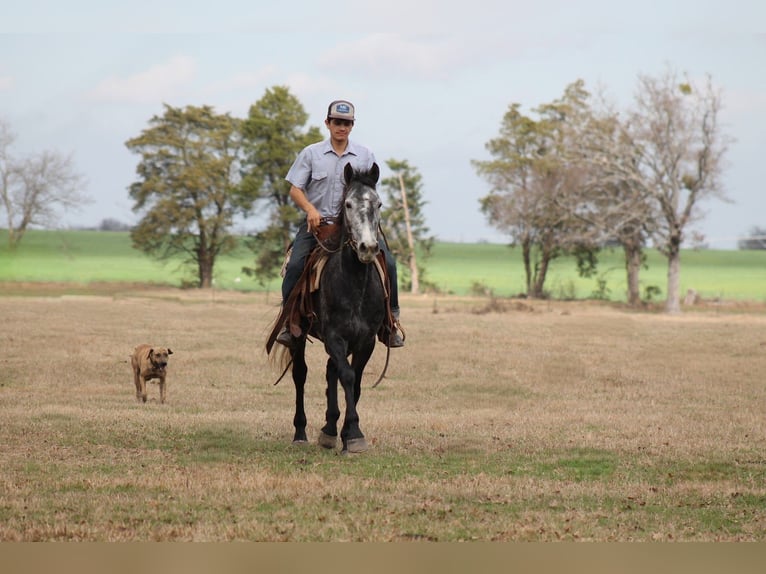 Friesian horses Mare 4 years 15,1 hh Grey in Plano
