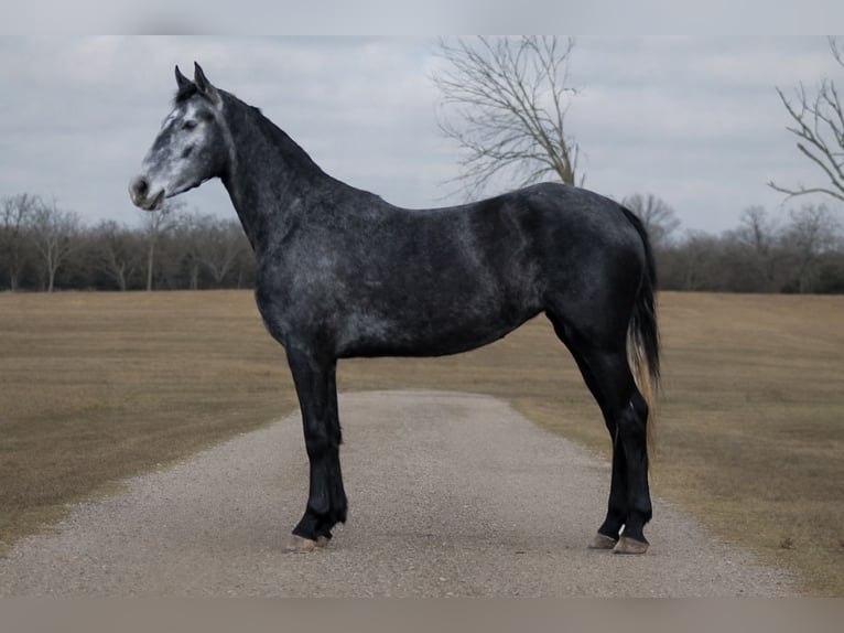Friesian horses Mare 4 years 15,1 hh Grey in Plano