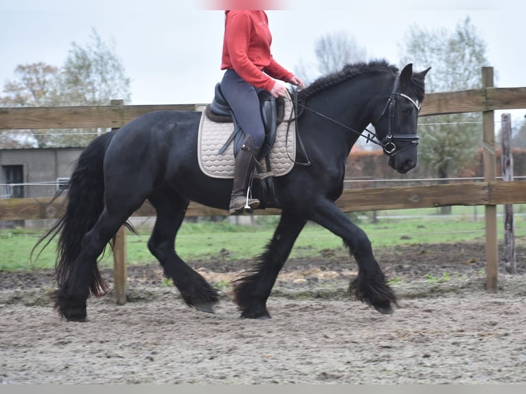 Friesian horses Mare 4 years 15,2 hh Black in Achtmaal