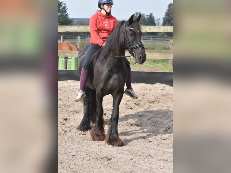 Friesian horses Mare 4 years 15,2 hh Black in Achtmaal