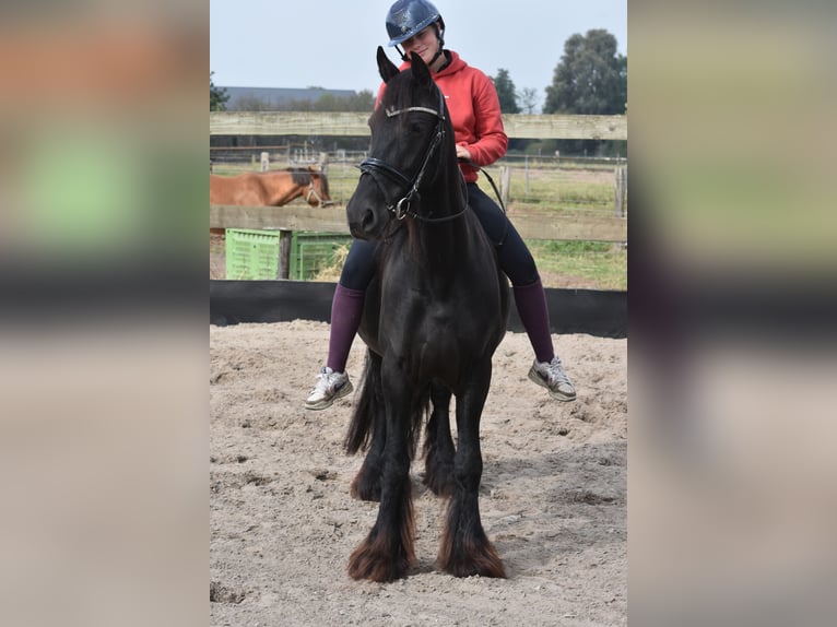 Friesian horses Mare 4 years 15,2 hh Black in Achtmaal