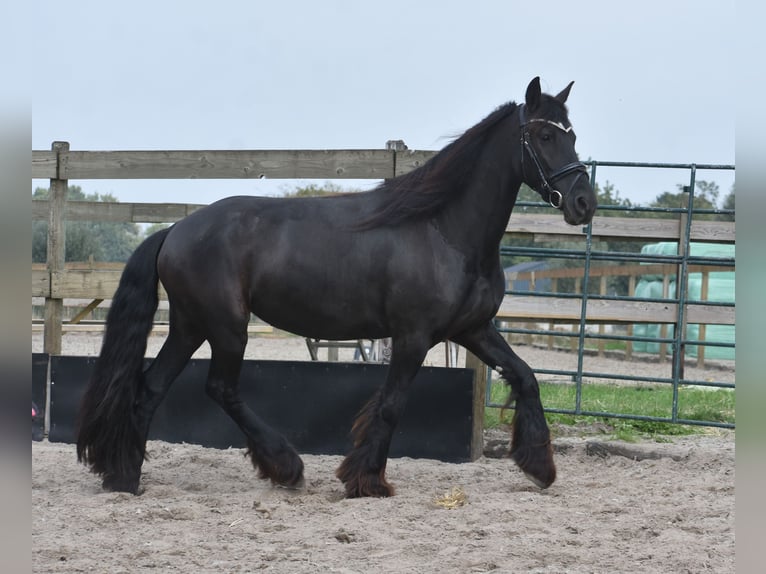 Friesian horses Mare 4 years 15,2 hh Black in Achtmaal