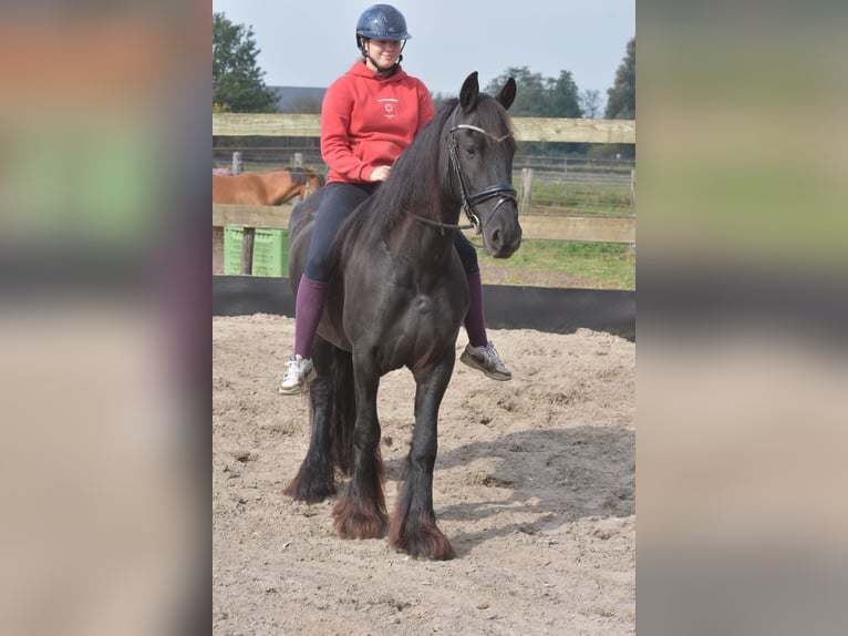 Friesian horses Mare 4 years 15,2 hh Black in Achtmaal