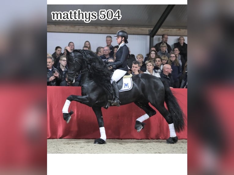 Friesian horses Mare 4 years 15,2 hh Black in Achtmaal