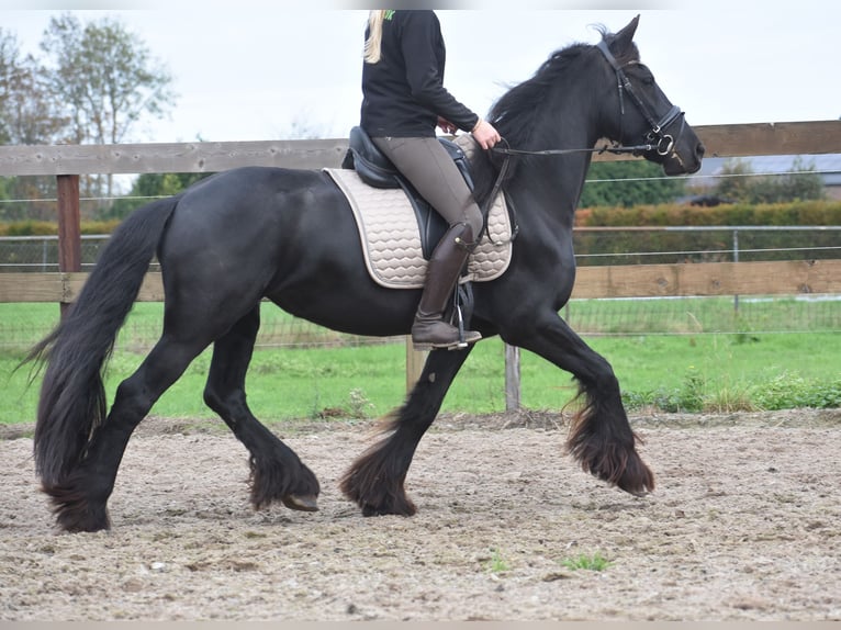Friesian horses Mare 4 years 15,2 hh Black in Achtmaal