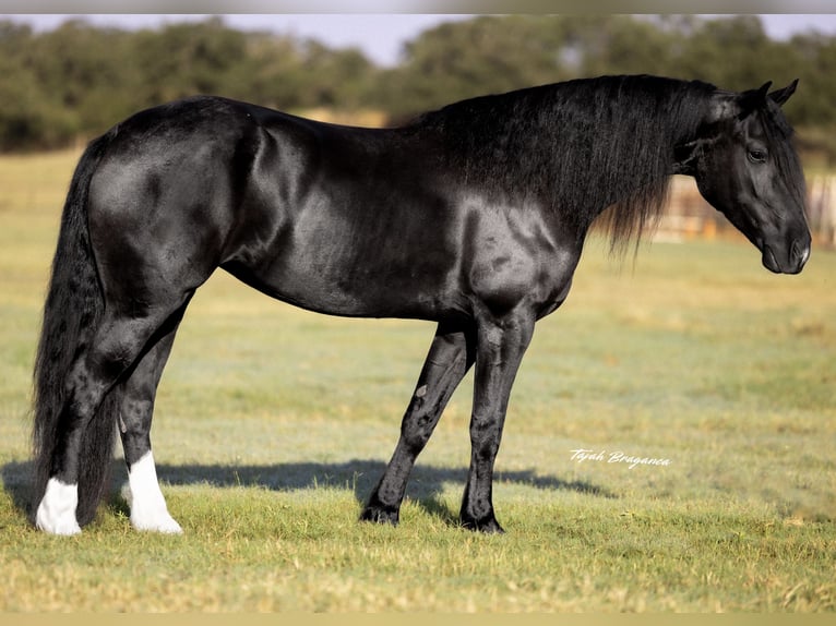 Friesian horses Mix Mare 4 years 15,2 hh Black in Weatherford, TX