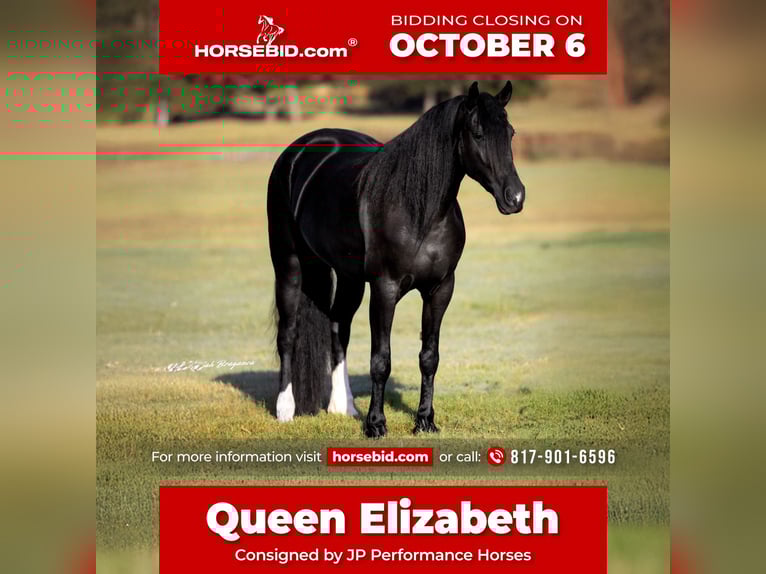 Friesian horses Mix Mare 4 years 15,2 hh Black in Weatherford, TX