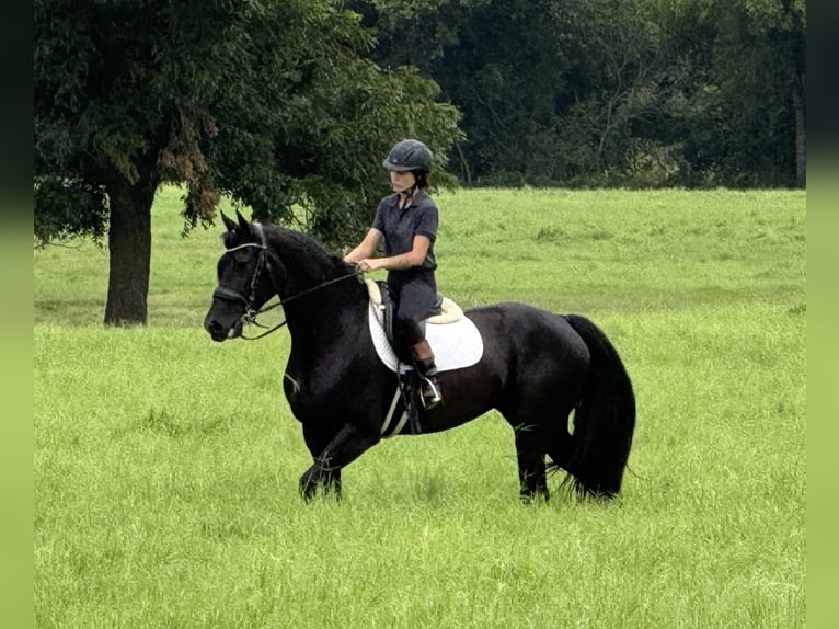 Friesian horses Mix Mare 4 years 15,2 hh Black in Weatherford, TX
