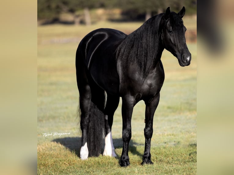 Friesian horses Mix Mare 4 years 15,2 hh Black in Weatherford, TX