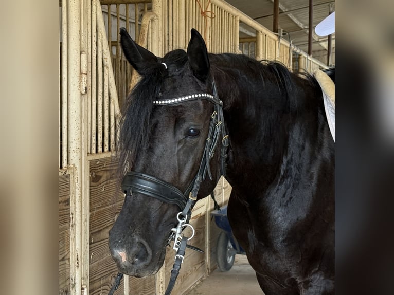 Friesian horses Mix Mare 4 years 15,2 hh Black in Weatherford, TX